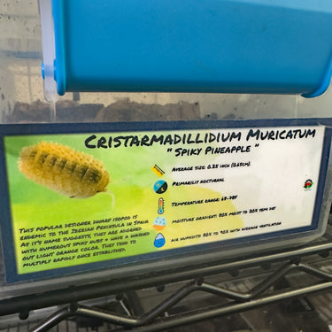Armadillidium Cristarmadillidium Spiky Pineapple Orange Isopod Bin Label